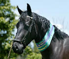 Phoenix - Reserve Champion at a Sydney Warmblood horse show